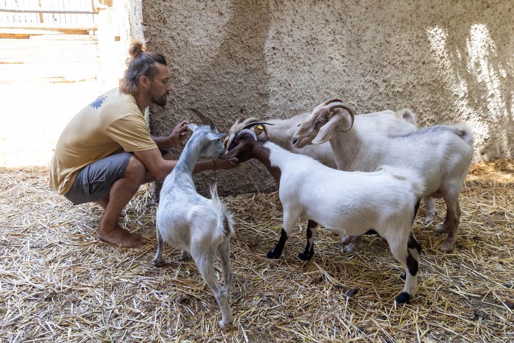 מתנדב מתכופף ומלטף עדר עיזים
