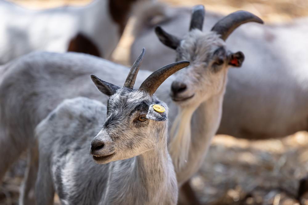 שתי גדיות עם תגי זיהוי צהובים